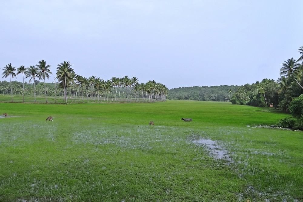 The Goa state government has prepared an action plan for usage of treated wastewater from sewage treatment plants to reduce the stress on the existing water resources. The plan is to push usage of treated water for various purposes, including agriculture, farm forestry, toilet flushing and industrial and commercial uses.