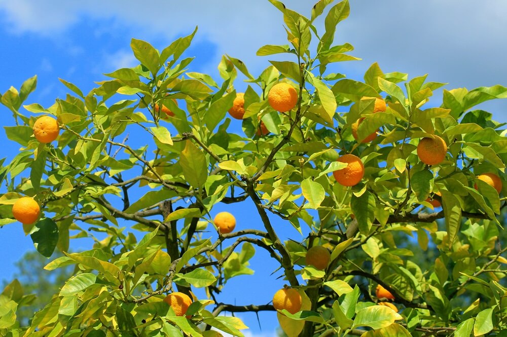 Real-time monitoring and analytics capabilities ensure efficient irrigation and fertigation, reduce nutrient runoff while enabling higher quality citrus nursery trees.